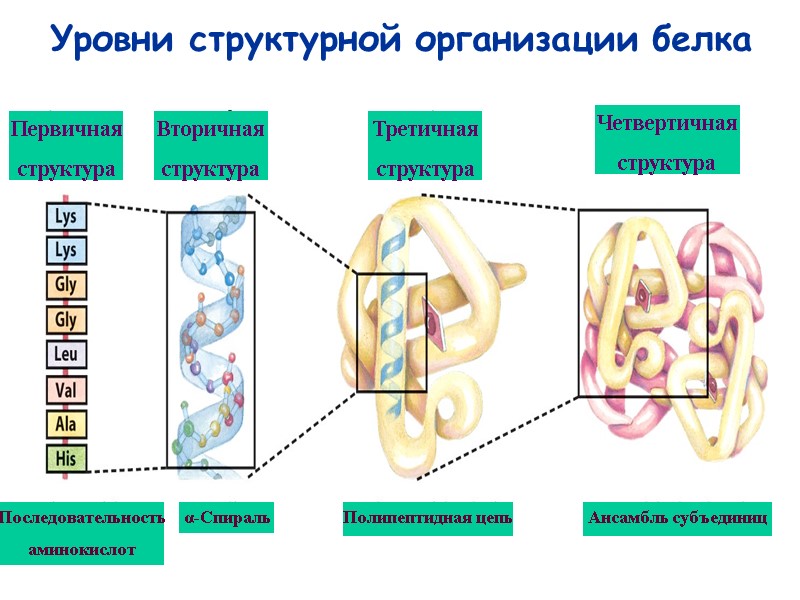27 Уровни структурной организации белка Первичная структура Последовательность аминокислот α-Спираль Полипептидная цепь Ансамбль субъединиц